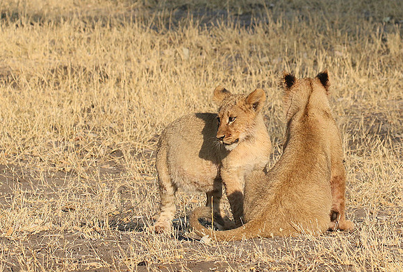 Hwange NP