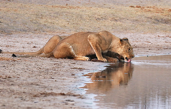 Hwange NP