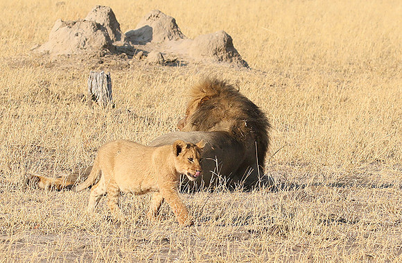 Hwange NP