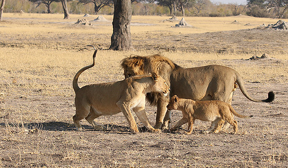 Hwange NP
