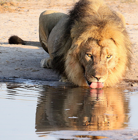 Hwange NP