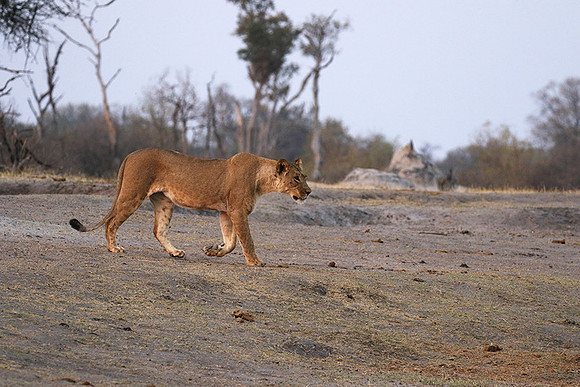 Hwange NP