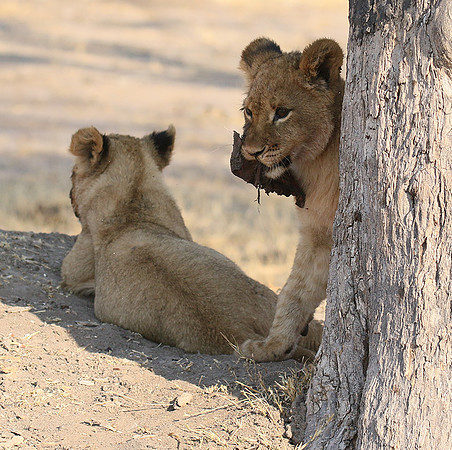Hwange NP