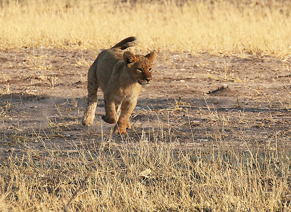 Hwange NP