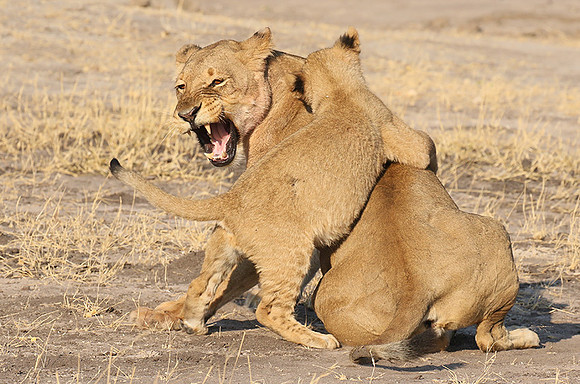 Hwange NP