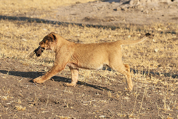 Hwange NP