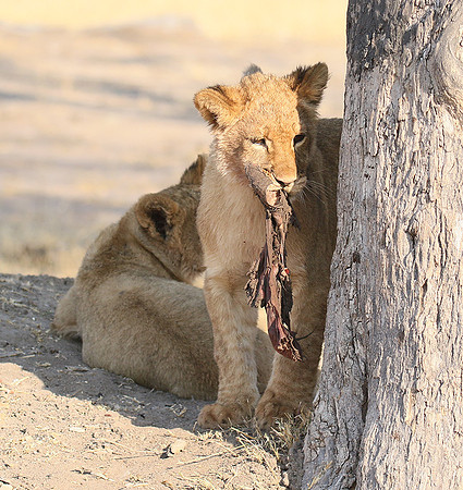 Hwange NP