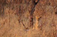 Matetsi private game reserve