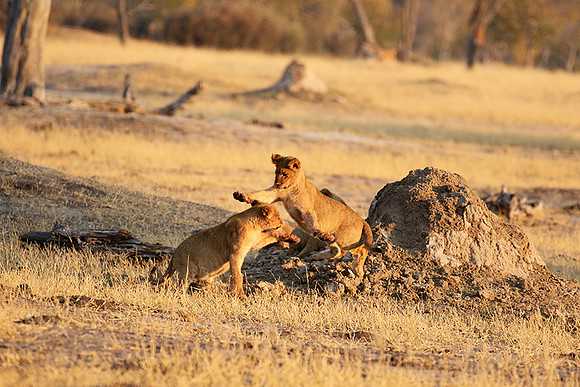 Hwange NP