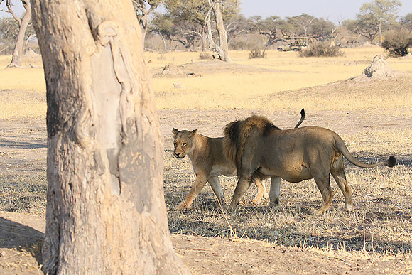 Hwange NP