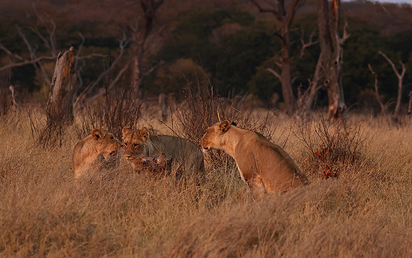 Matetsi private game reserve