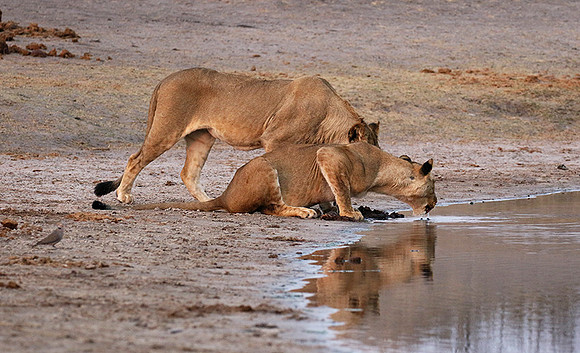 Hwange NP