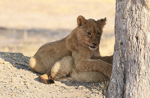 Hwange NP