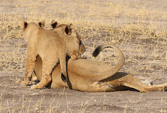 Hwange NP