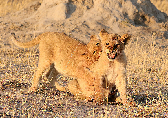 Hwange NP