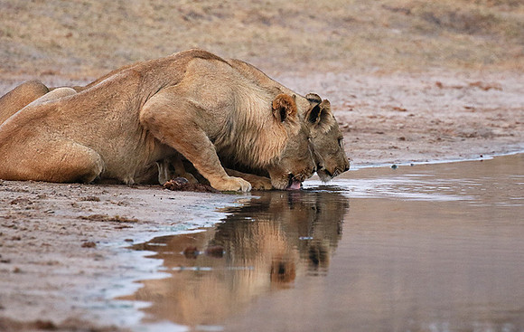 Hwange NP