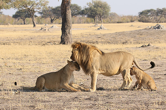 Hwange NP