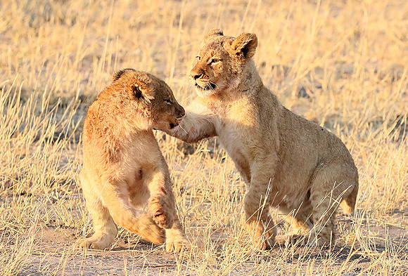Hwange NP