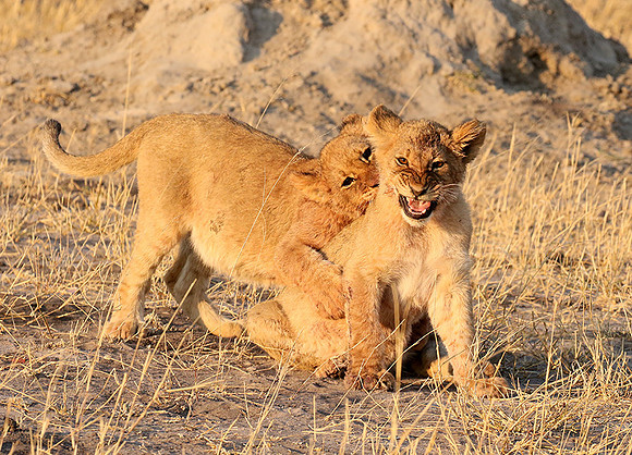 Hwange NP