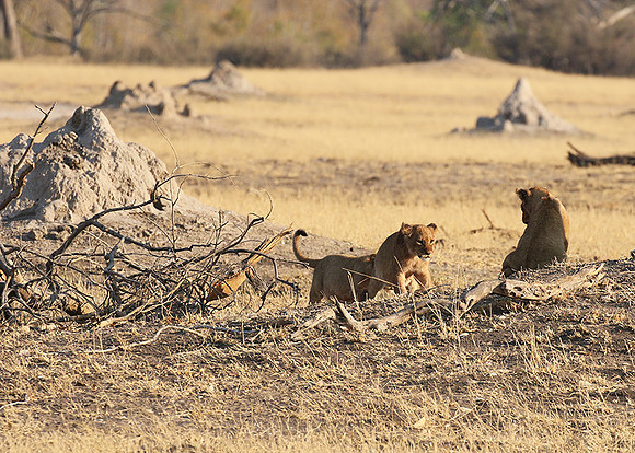 Hwange NP