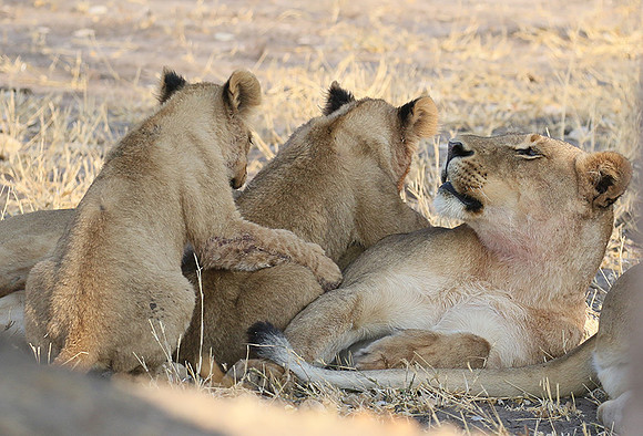 Hwange NP