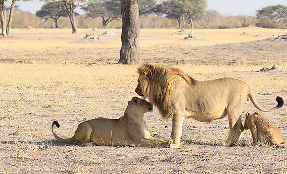 Hwange NP