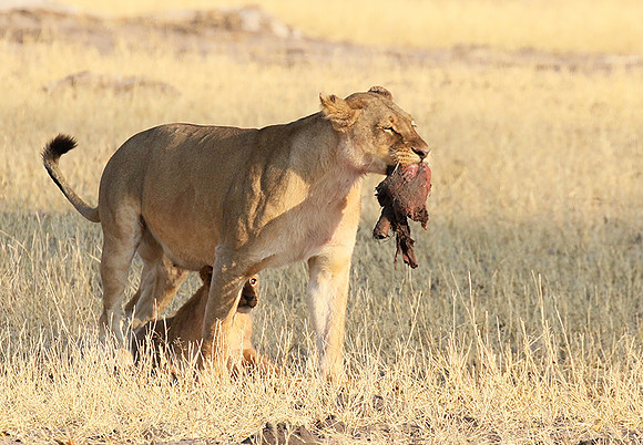 Hwange NP