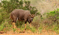 Nyalas