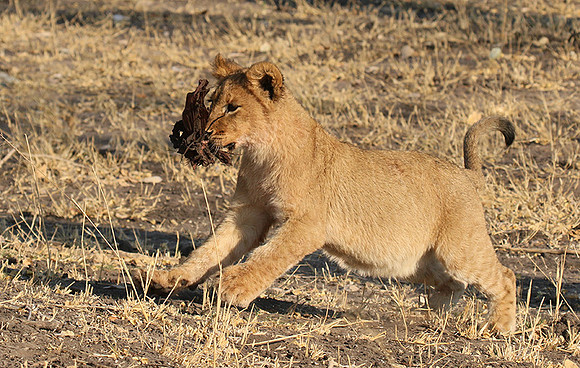 Hwange NP