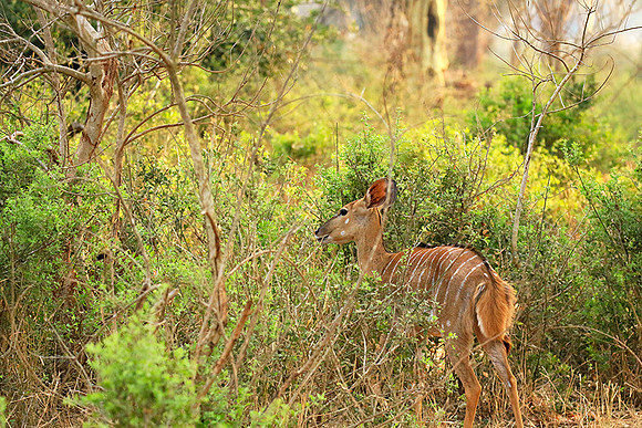 At Kruger NP