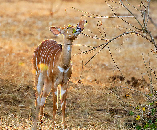 At Kruger NP