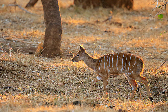 At Kruger NP