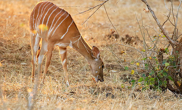 At Kruger NP