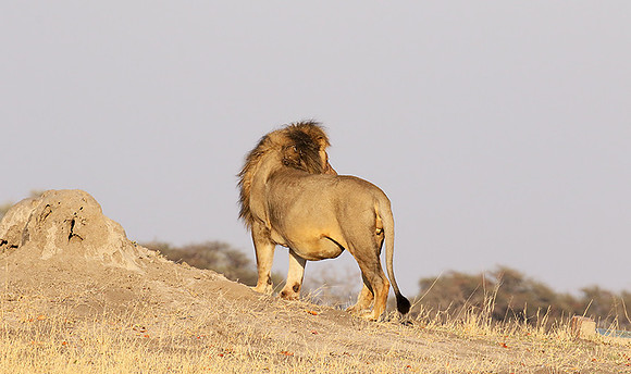 Hwange NP