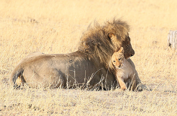 Hwange NP