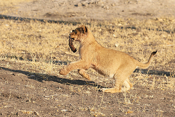 Hwange NP