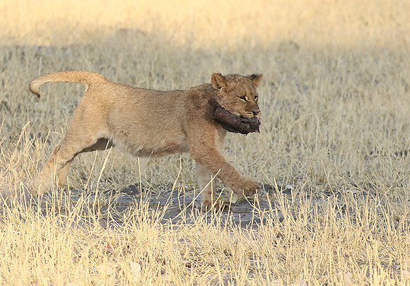 Hwange NP