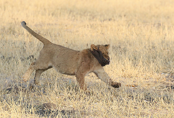 Hwange NP