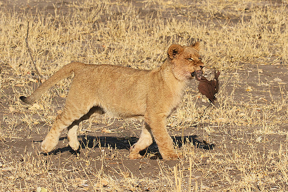 Hwange NP