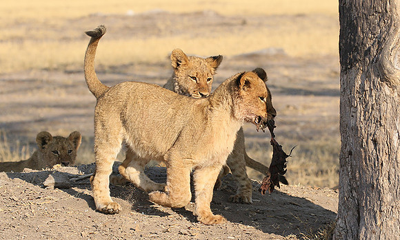 Hwange NP