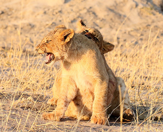 Hwange NP