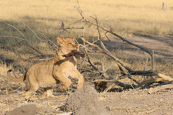 Hwange NP
