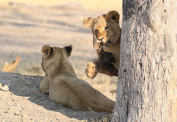 Hwange NP