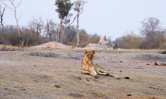 Hwange NP