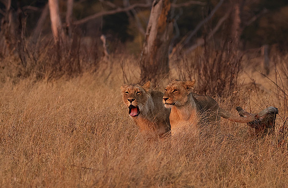 Matetsi private game reserve