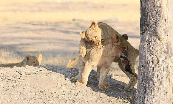Hwange NP