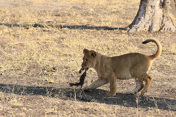 Hwange NP