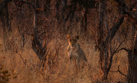 Matetsi private game reserve