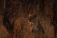 Matetsi private game reserve