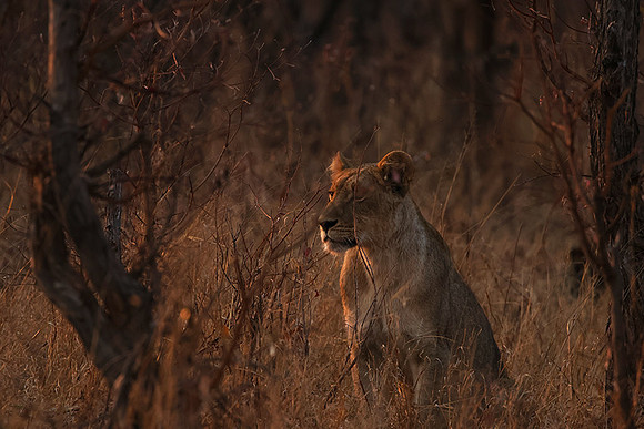 Matetsi private game reserve